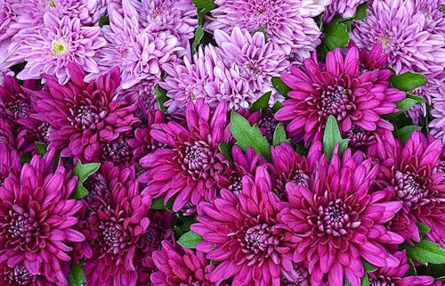 Two types of Chrysanthemum grow together in the wild, bearing different purple tones