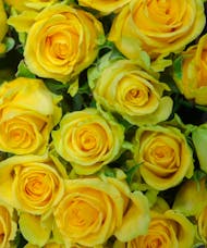 Luxury Roses in a Vase - Designer's Selection