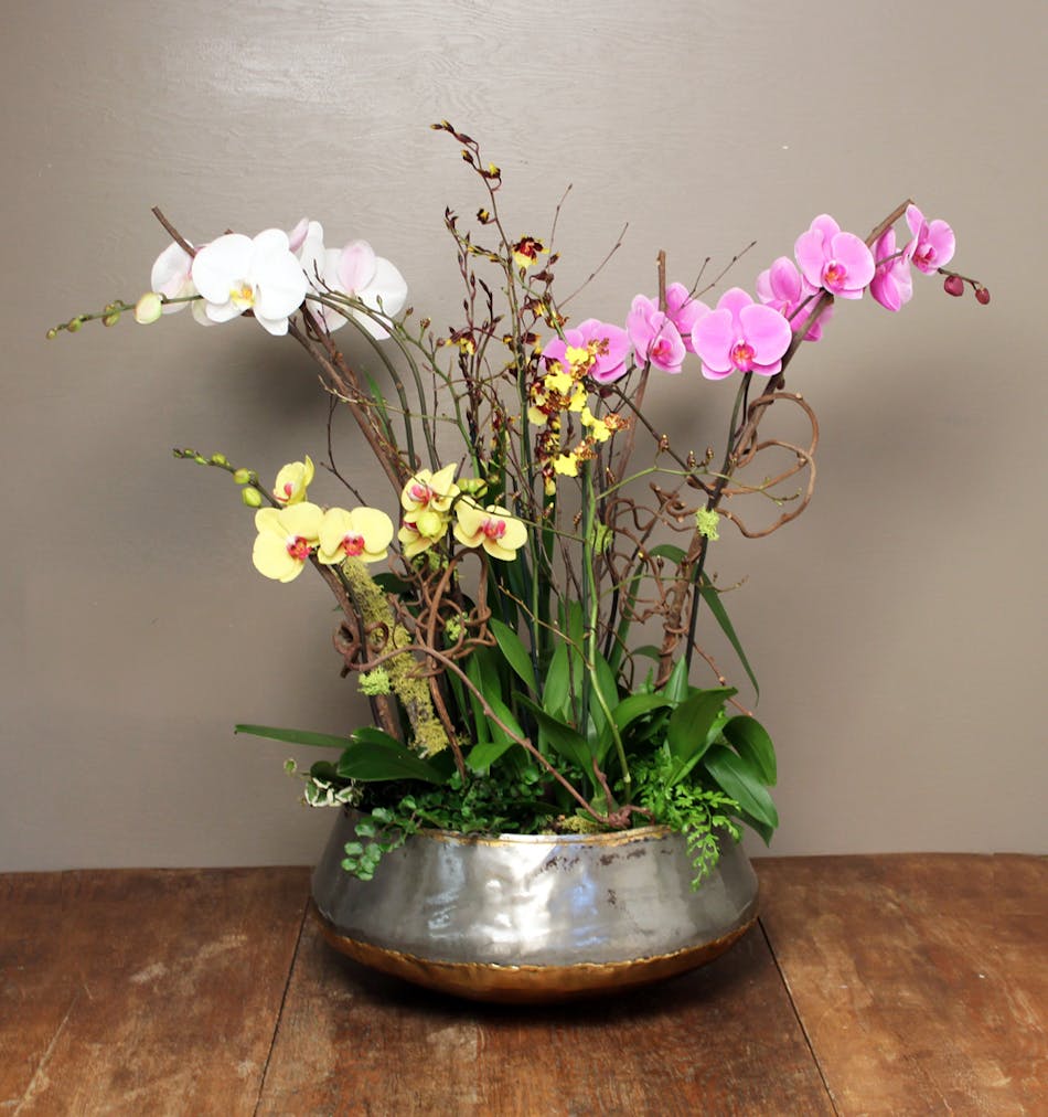 Avant Garde Orchid Garden - Ah Sam Florist
