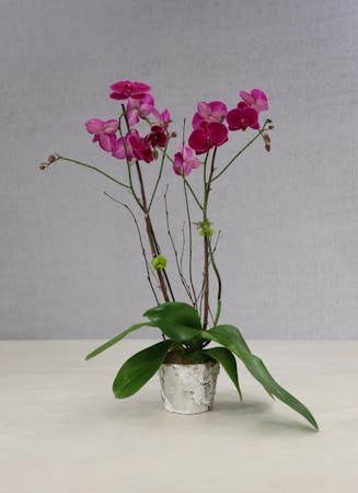 Exotic Phalaenopsis Orchid FedEx Overnight Delivery