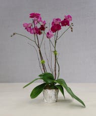 Exotic Phalaenopsis Orchid FedEx Overnight Delivery