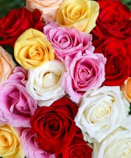 Luxury Roses in a Vase - Designer's Selection