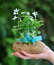 Lucky Shamrock Potato
