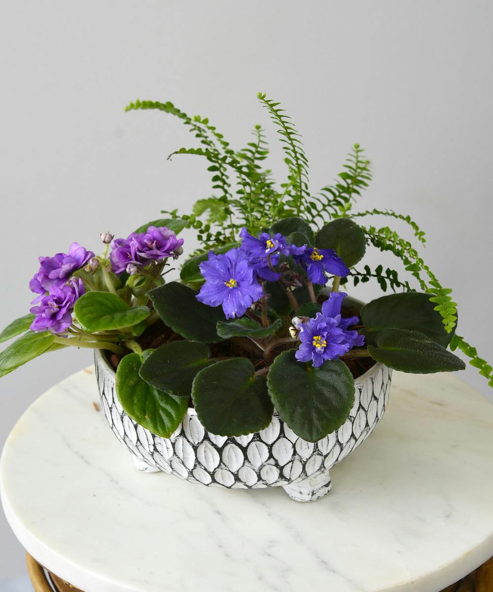 Violet Office Plant Delivery Redwood City (CA) Sameday Delivery