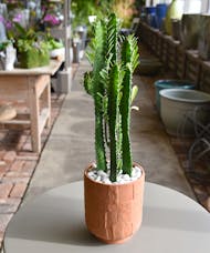 Euphorbia Trigona Succulent - Terracotta Container