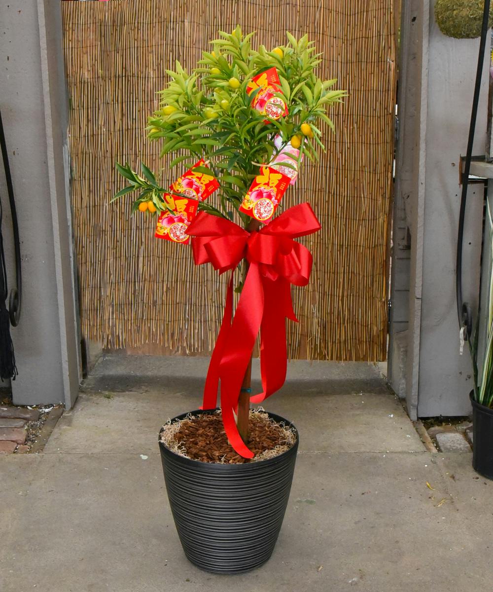 Kumquat Plant, Bay Area Plants Delivery, Ah Sam Floral Co. & Greenhouses