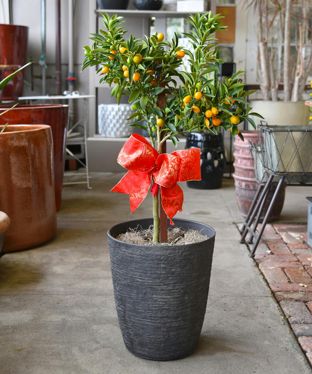 Kumquat Plant, Bay Area Plants Delivery, Ah Sam Floral Co. & Greenhouses