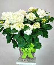 Blooming Hydrangea Plant - Deluxe