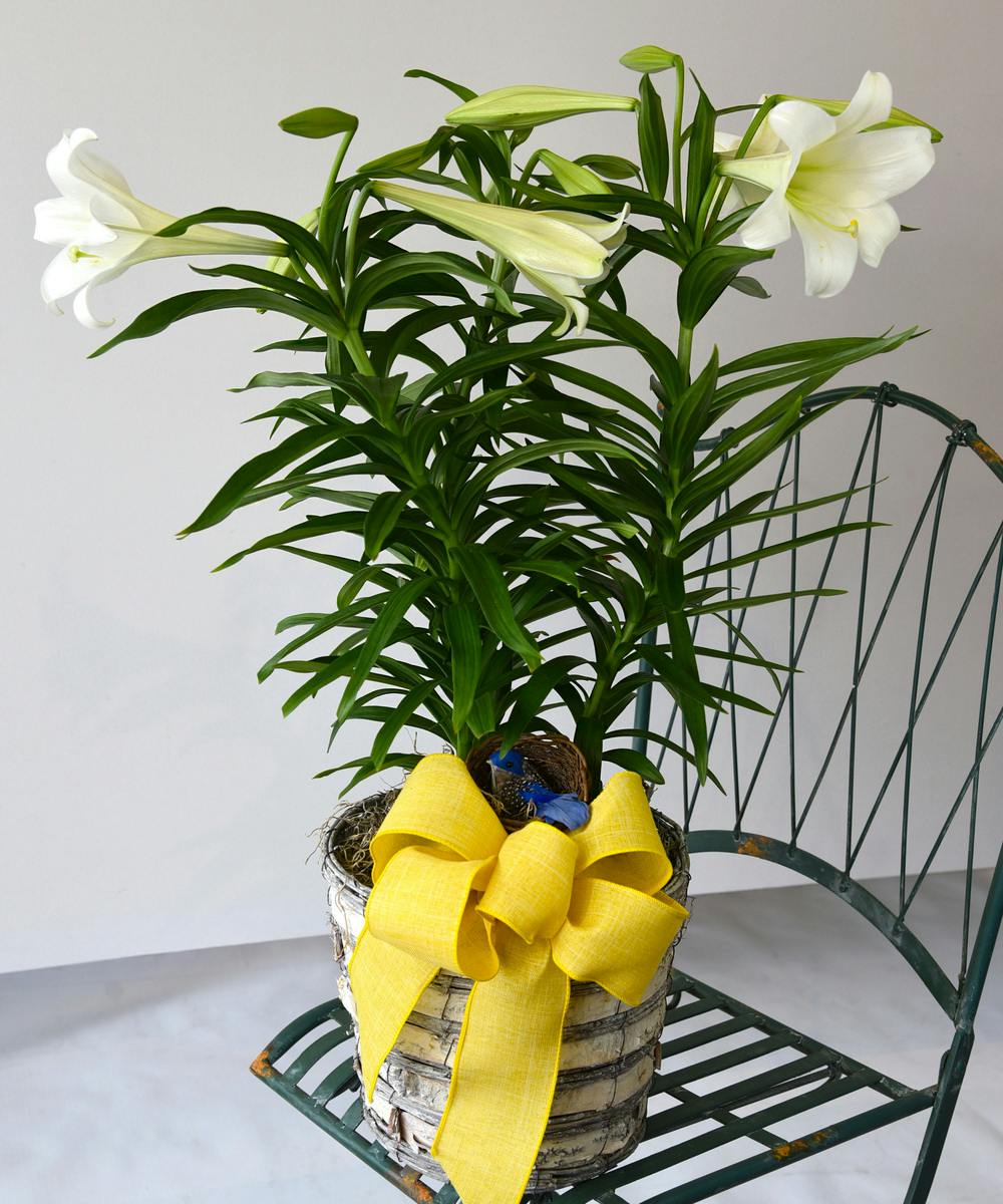 Easter Lilies Plant, San Mateo (CA) SameDay Delivery