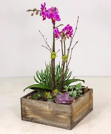 Ciao! Orchid & Succulent Garden