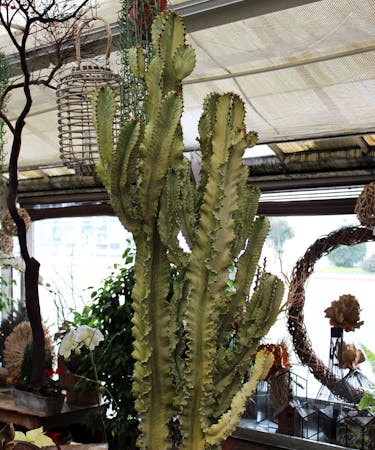 Euphorbia Abyssinica - Succulent Plant