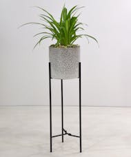 Tabletop Planter with Plant