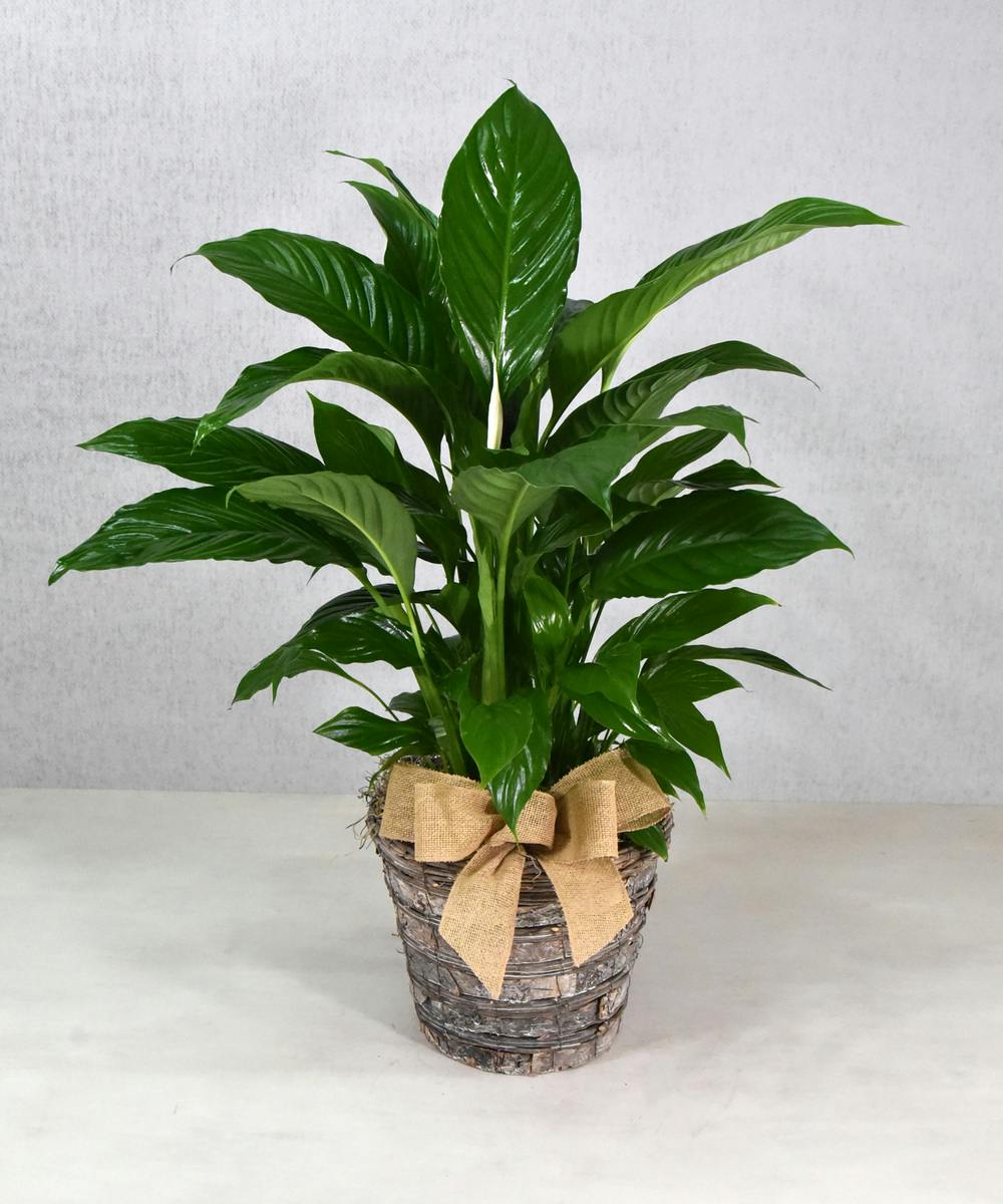 Spathiphyllum Peace Lily Plant Green Plant Sameday Delivery San