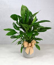 Spathiphyllum, Peace Lily Plant