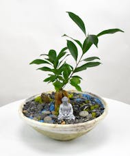 Enlightened - Ficus Ginseng