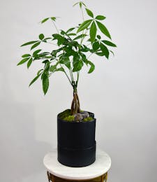 Money Tree - Self Watering Pot