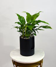 Spathiphyllum - Self Watering Container