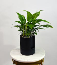 Spathiphyllum - Self Watering Container