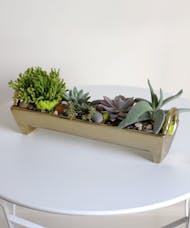 Golden Moment, Succulent