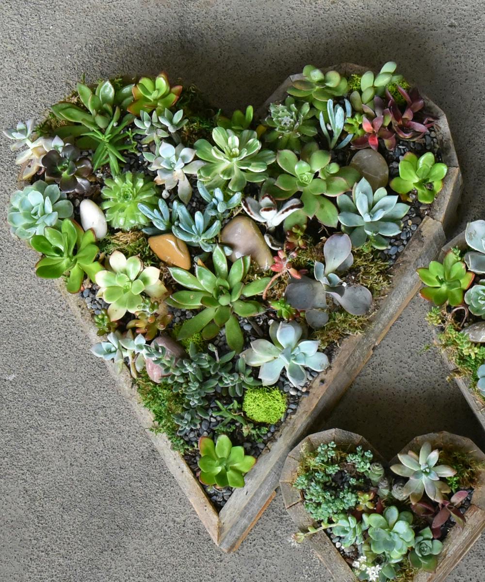 Terrariums Succulents & Air Plant Delivery San Francisco