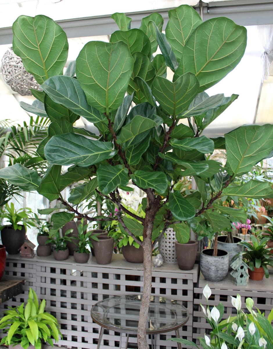 Fiddle Leaf Fig San Mateo Indoor Plant Delivery Ah Sam (CA)