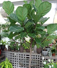 Ficus Lyrata Plant - Fiddle-Leaf  Fig