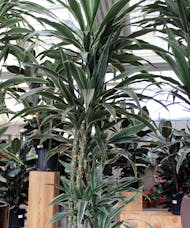 Dracena Warneekii Plant
