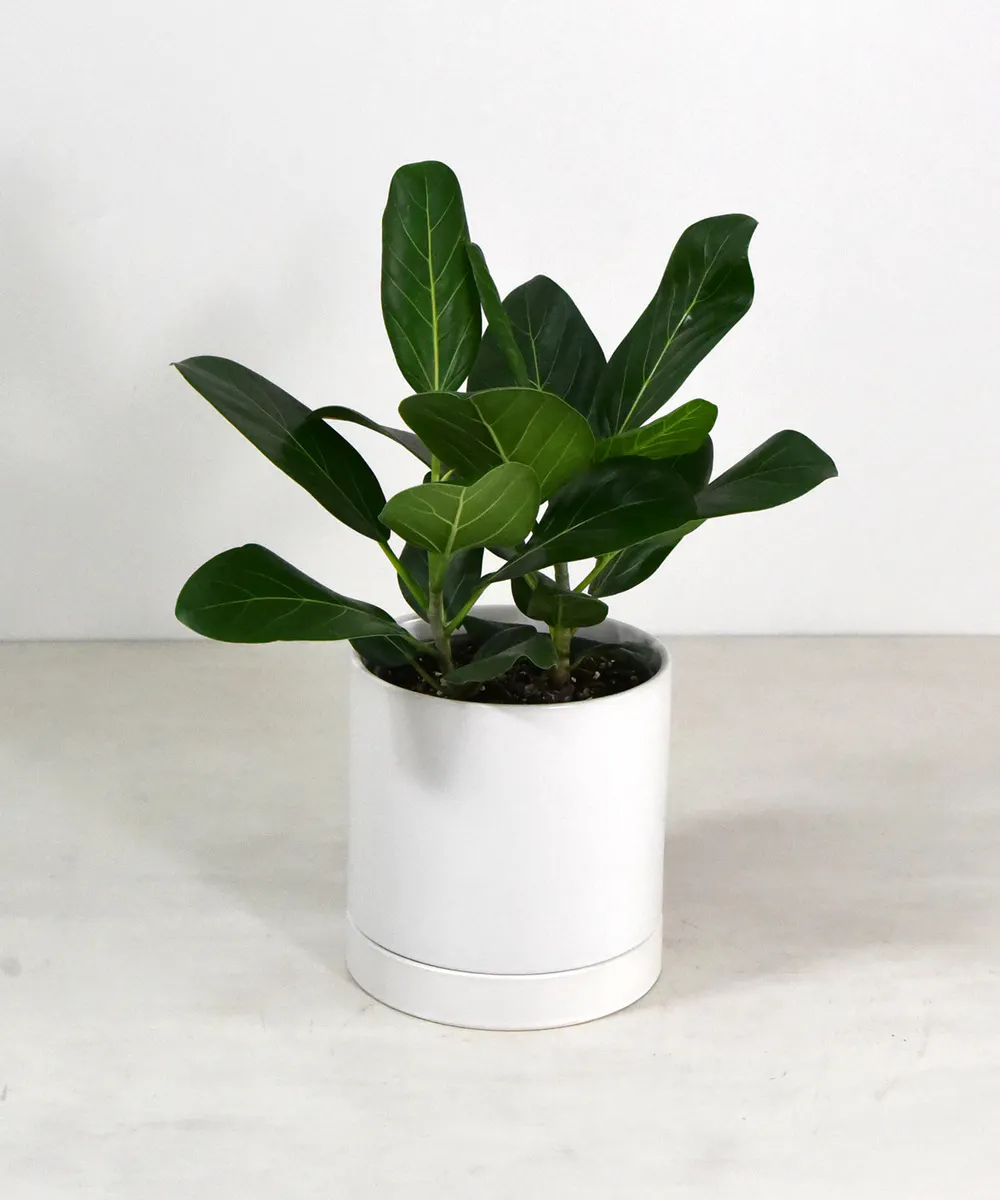 Ficus Audrey Plant Bay Area (CA) Plant Delivery Ah Sam Floral Co.