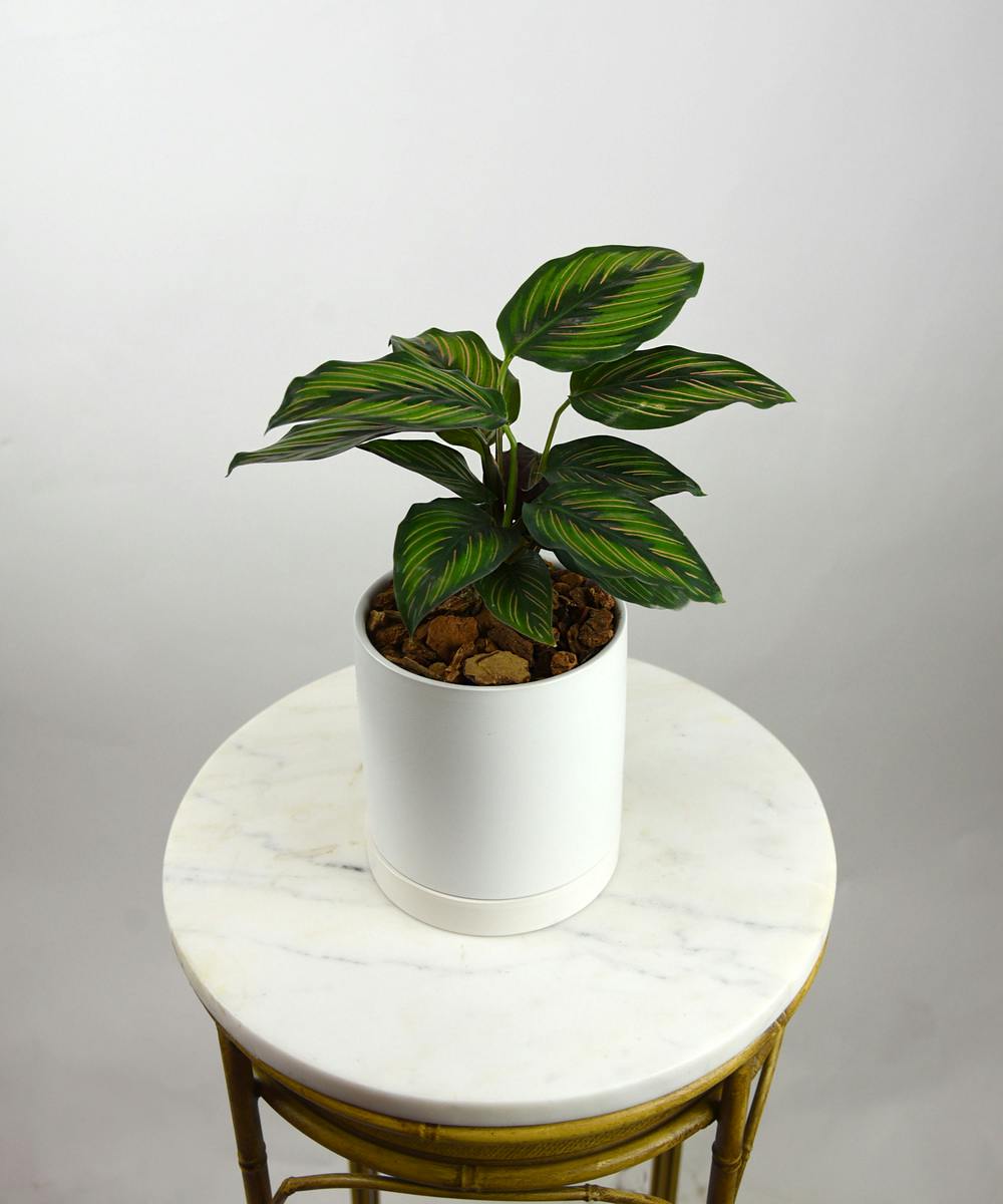 Beauty Star Calathea Plant Bay Area (CA) Plant Delivery Ah Sam