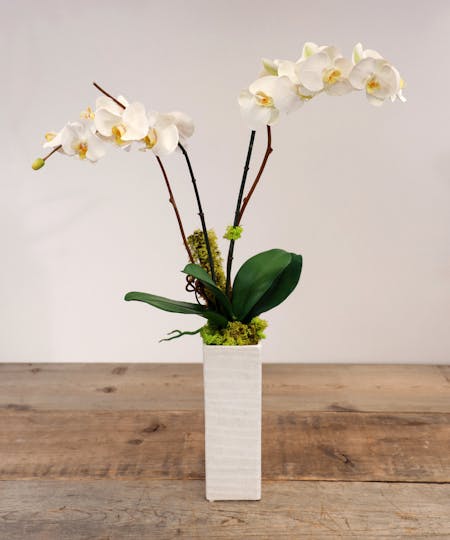 Silk Designs: Orchids