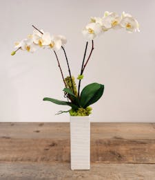 Silk Orchid in Ceramic Vessel