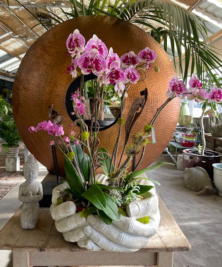Orchid Plants & Gardens