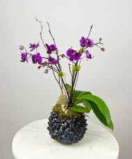 Twilight Orchid Garden