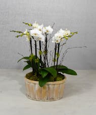 Finest Day Orchid Plant