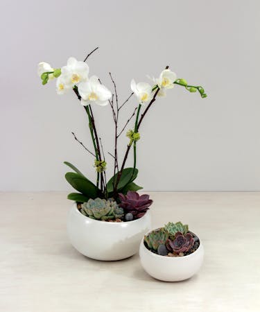 Flower Orchid Delivery San Mateo Same Day Delivery By Ah Sam