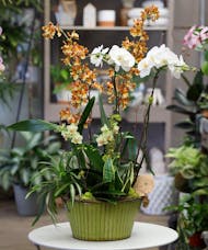 Orchid Sonata Garden