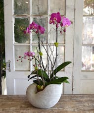 Orchid Seashell Garden