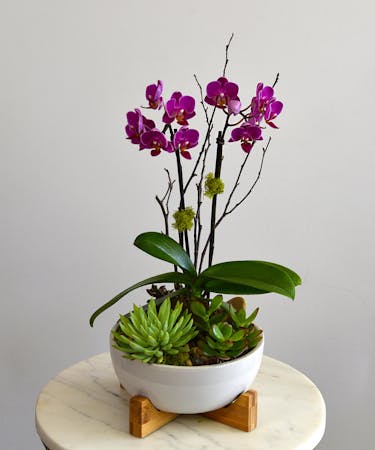 Orchid & Succulent Garden San Mateo (CA) Same-day Delivery