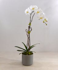 Exotic Phalaenopsis Orchid  FedEx 2 Day Delivery