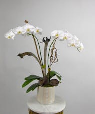 Exotic Phalaenopsis Orchid Plant