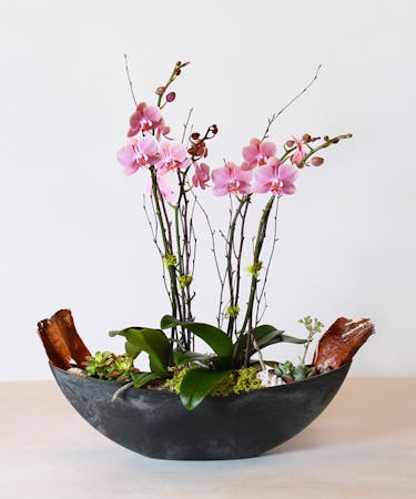 Phalaenopsis Orchid Delivery San Mateo Bay Area Ah Sam Florist