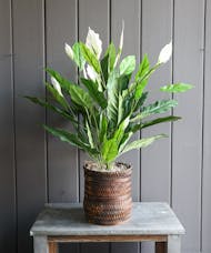 Faux Spathiphyllum, Peace Lily Plant, 3 Feet