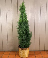 Arborvitae Plant, 6 Feet