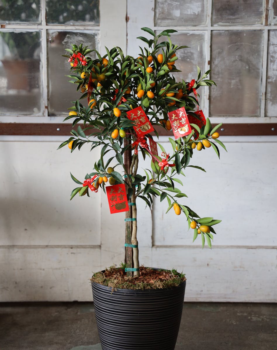 Kumquat Plant, Bay Area Plants Delivery, Ah Sam Florist & Greenhouses