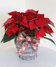 Holiday Red Poinsettia Plant