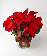 Poinsettia Holiday Plant