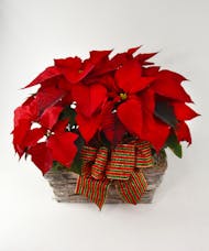 Double Holiday Red Poinsettia