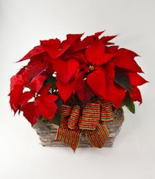 Double Holiday Red Poinsettia