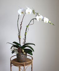 Winter Delight - Orchid Plant