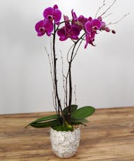 On Taupe Orchid Plant